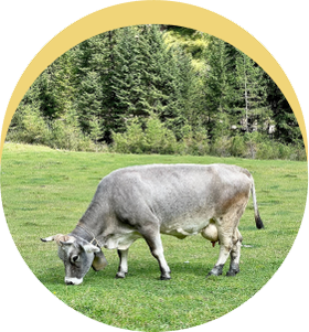 a cow grazes on a meadow